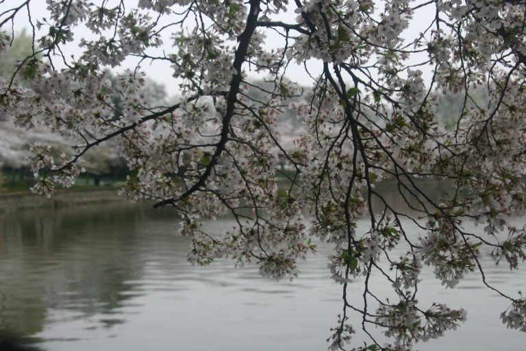 Cherry blossoms at sunrise