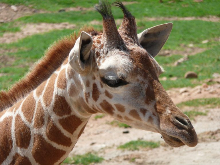 A day at the zoo