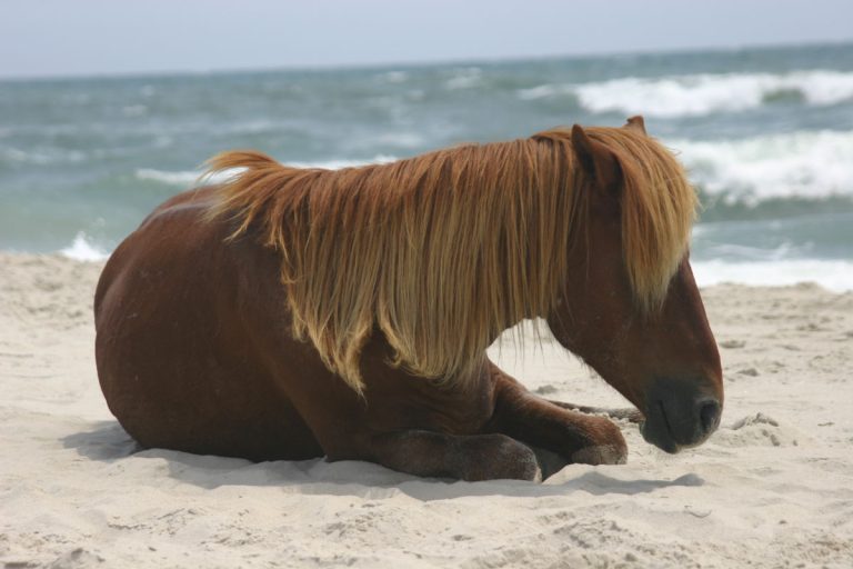 Horsing around at the beach