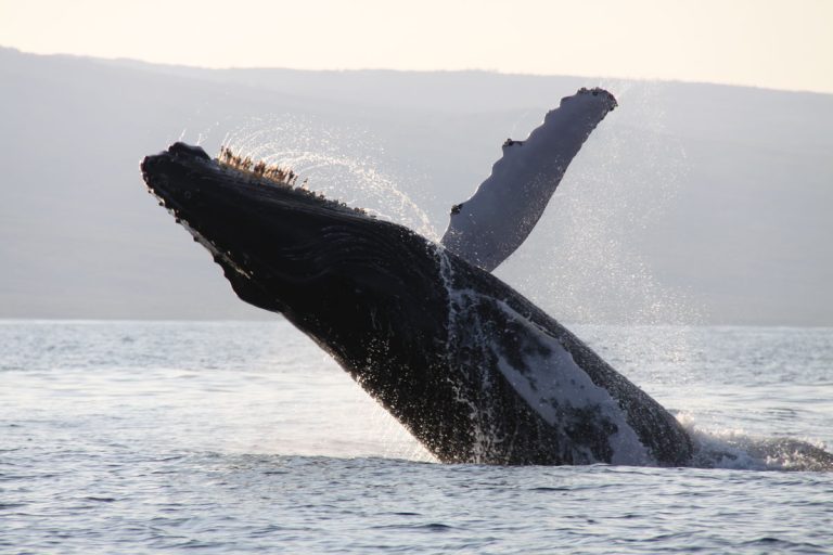 A whale of a good time