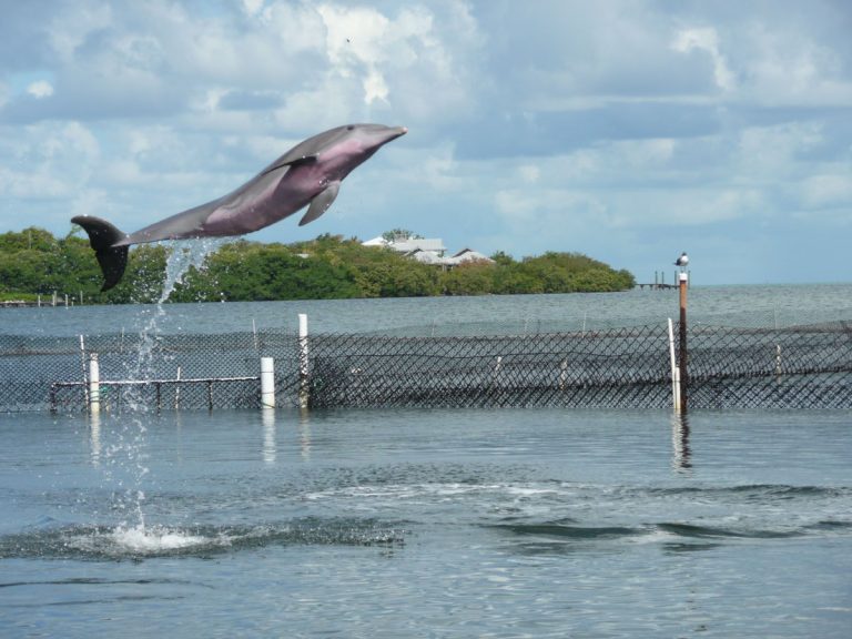 Who knew dolphins could paint