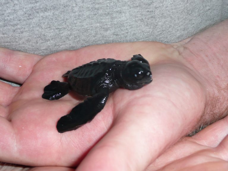 Big win, and little turtles