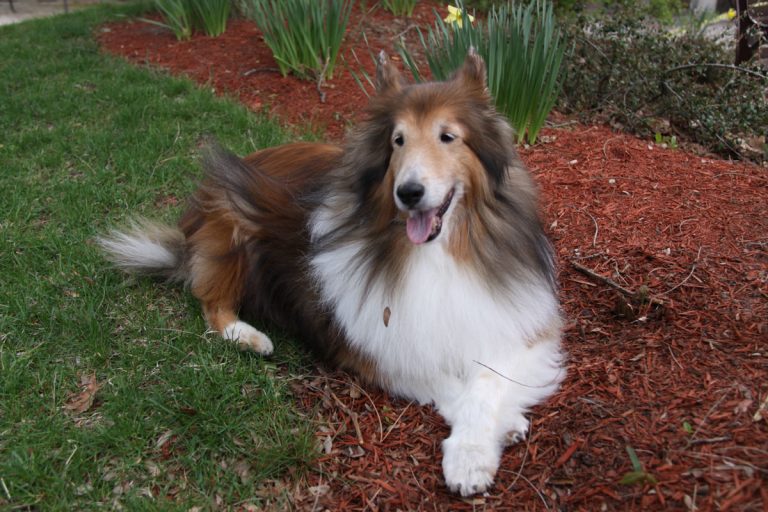 Happy Birthday to my furry best friend