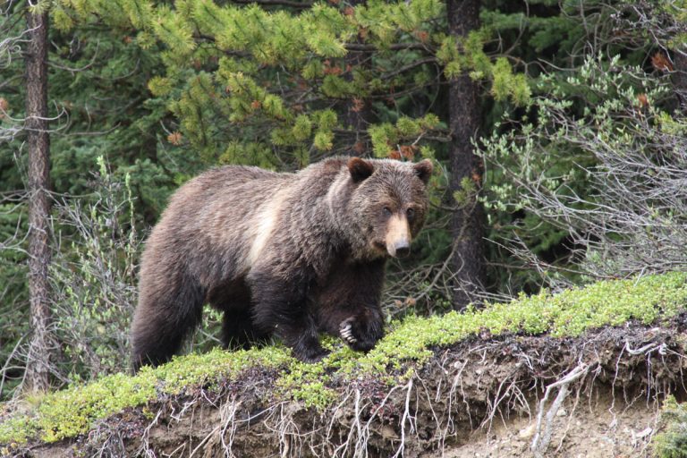 A bear!