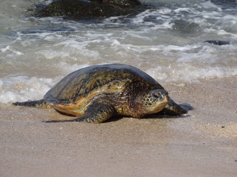Wa’akaulua, honu, napo’l ‘ana o ka la (canoe, turtle, sunset)