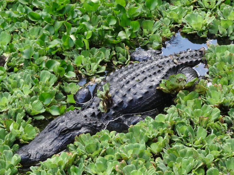 Wildlife