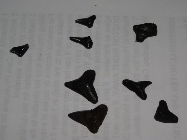 SHARK … tooth