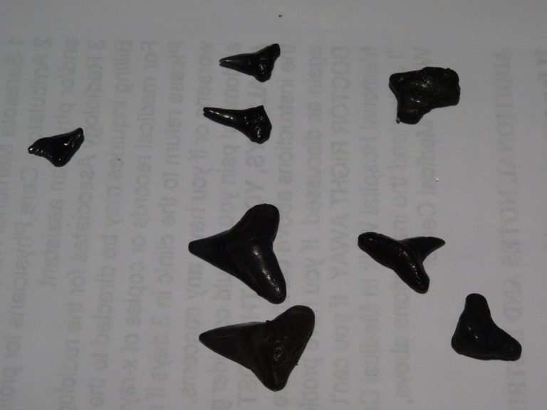 SHARK … tooth