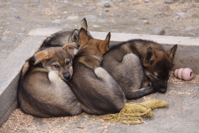 Puppies