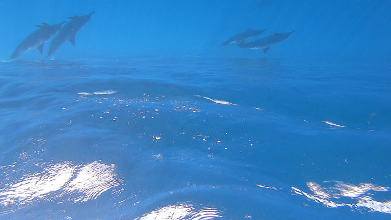 Dolphins and whales