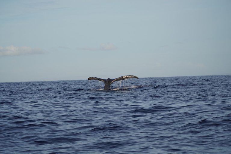 More whales please