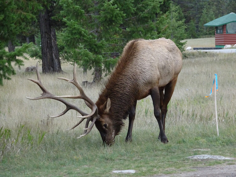 Wildlife from sunrise to sunset