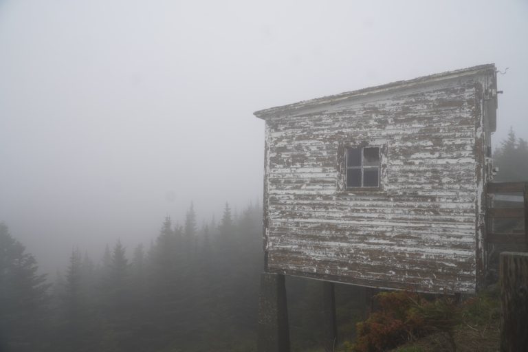 It’s a mausey day (a foggy wet day)