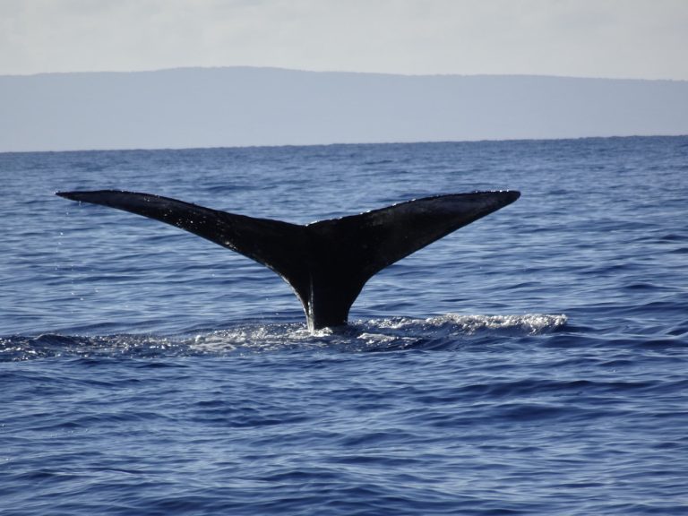 First whales of our trip