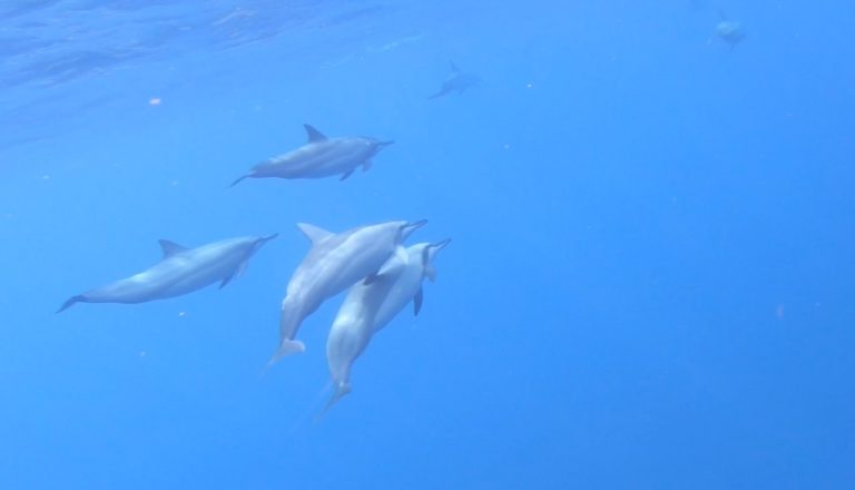 Not just whales, but dolphins too