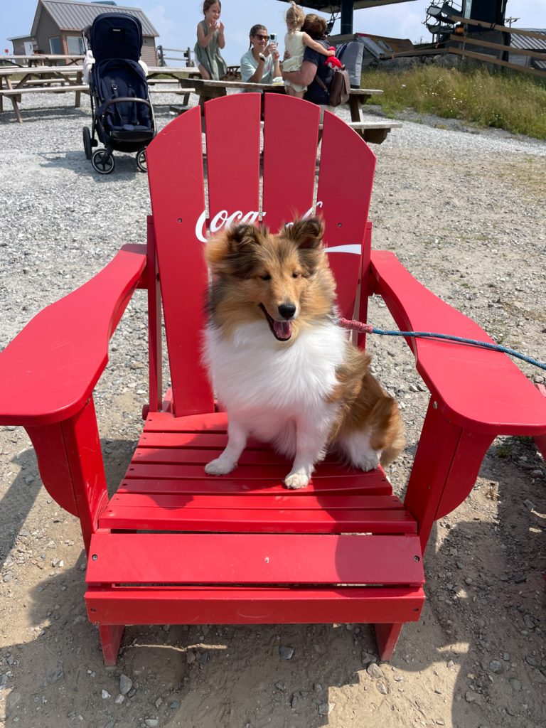 C’est Lassie