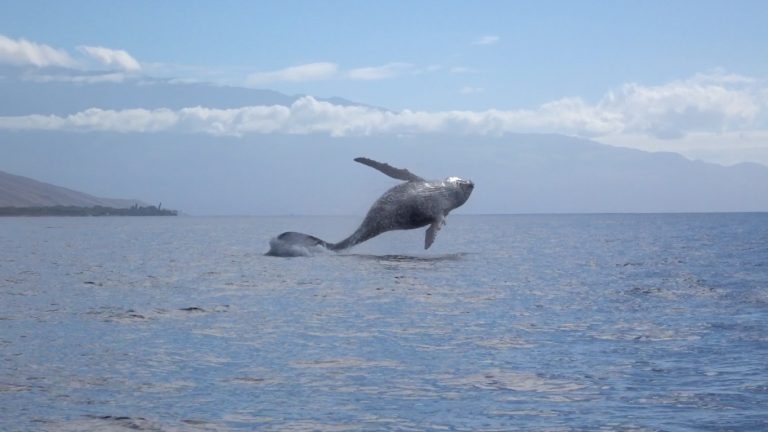 Whales and Wailea